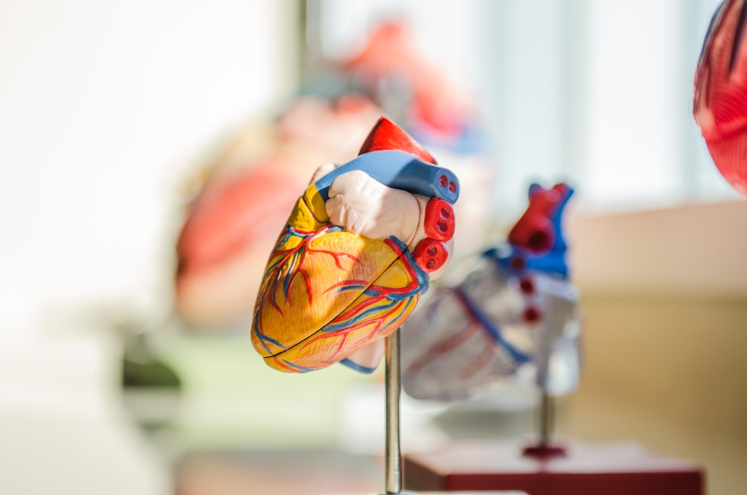 Selective focus photography of a heart organ illustration, showing various chambers and vessels.